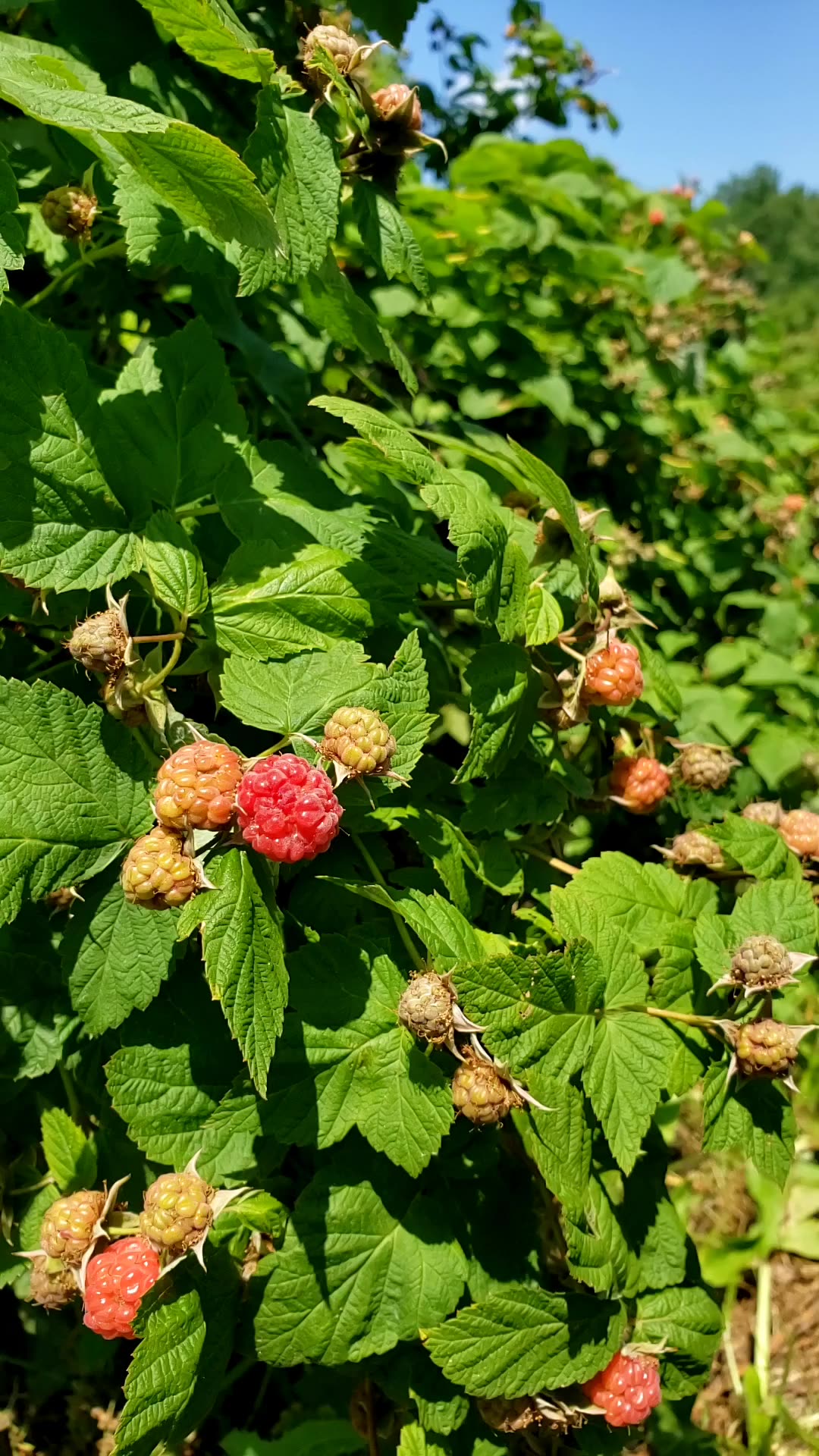 Immature Raspberries, will be ready in two weeks
