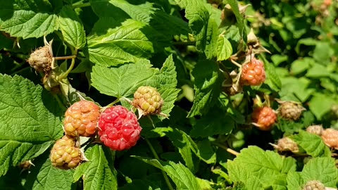Immature Raspberries, will be ready in two weeks