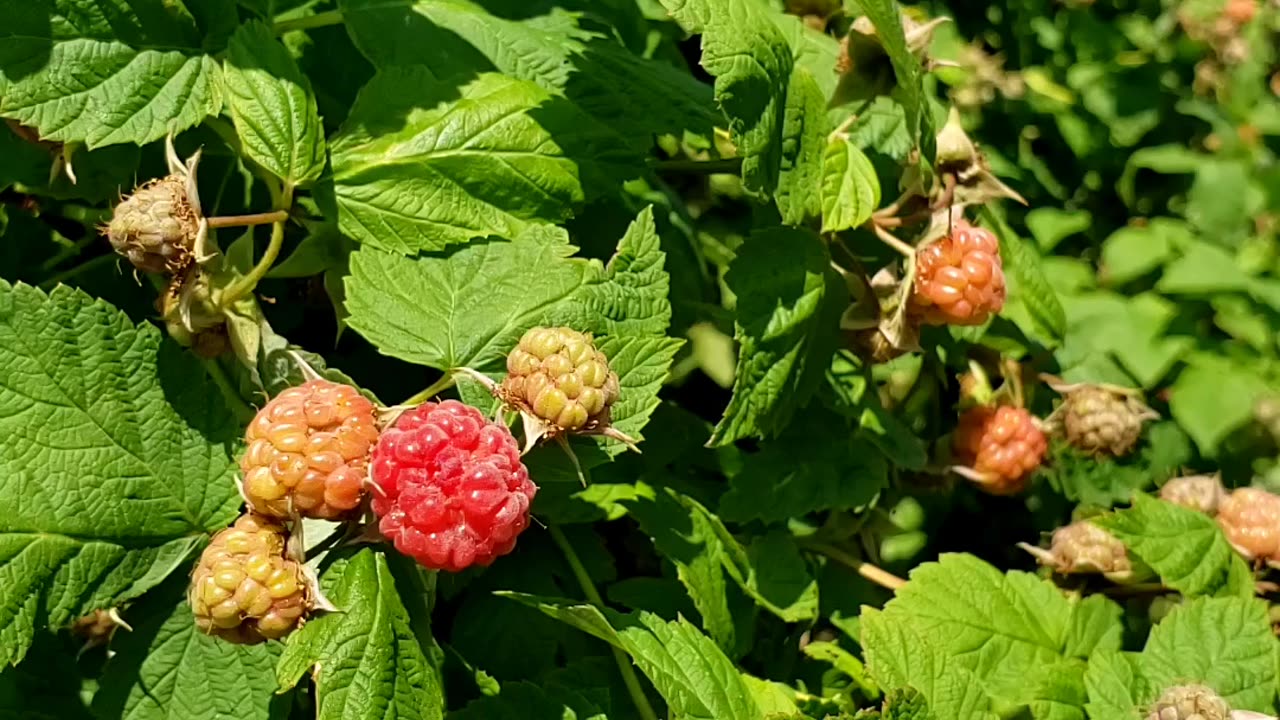 Immature Raspberries, will be ready in two weeks