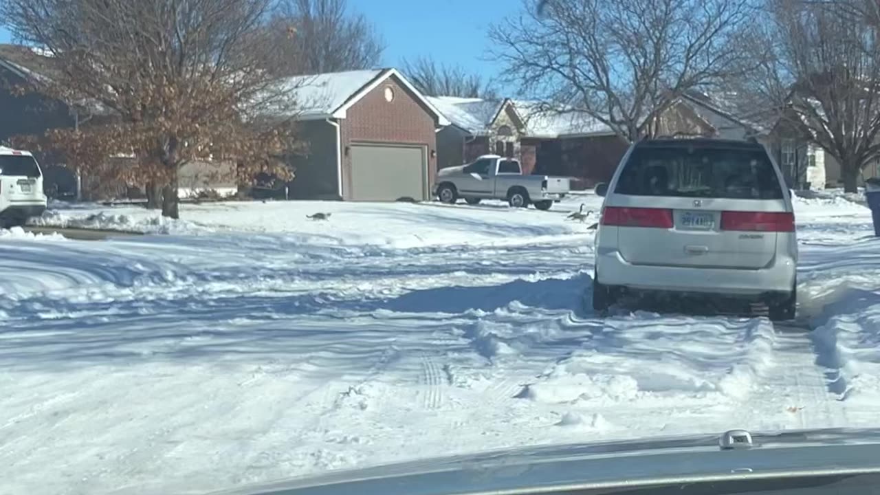 Cat Chases Geese off Turf