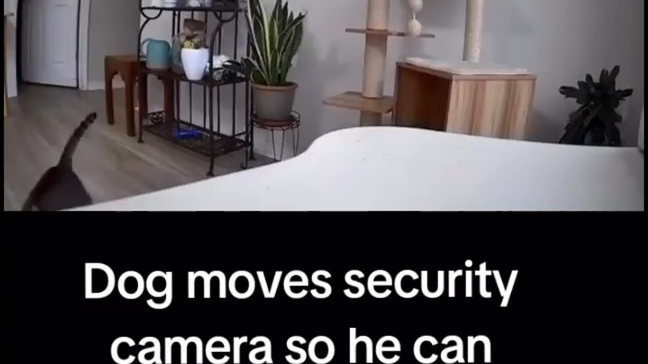 Funny 🐕 dog