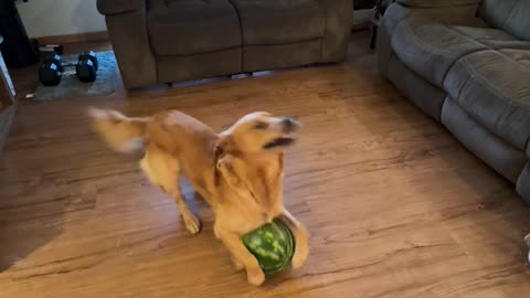 Bringing Smiles One Watermelon at a Time