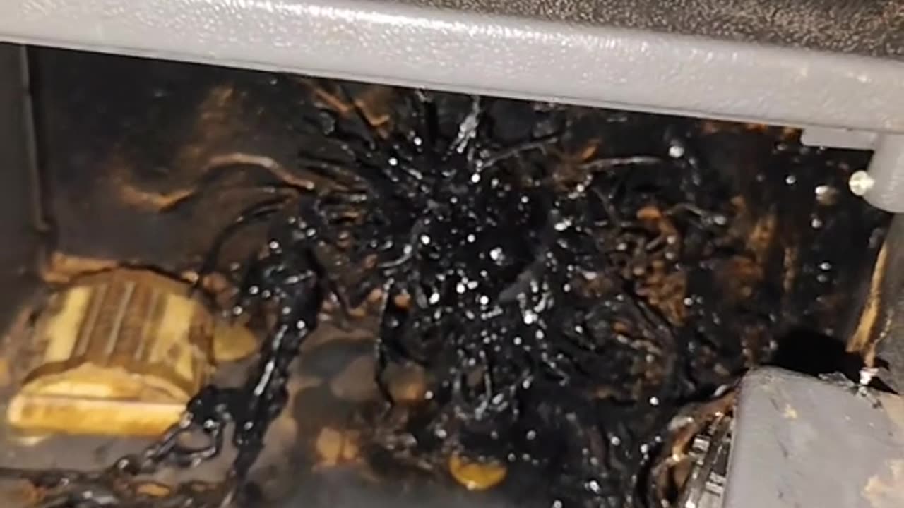 Panama Meteorite Creature - like VENOM Movie