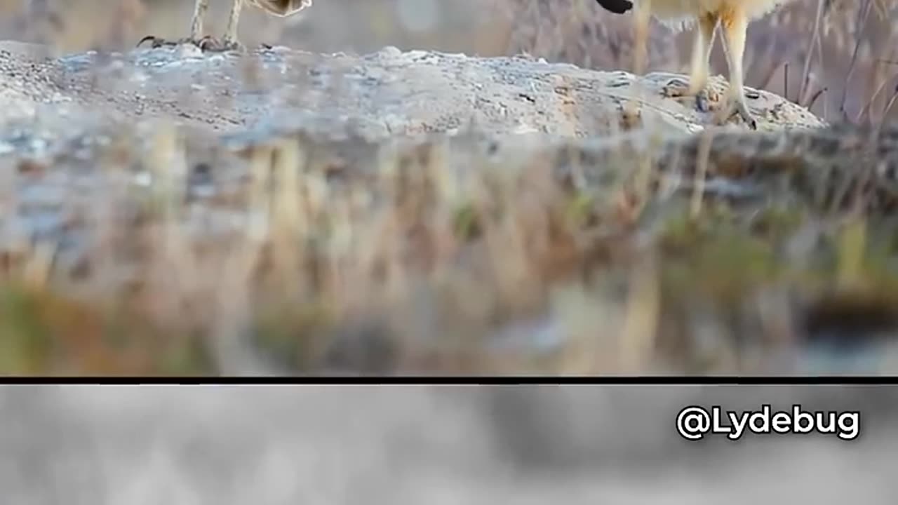 Funny Viral Video