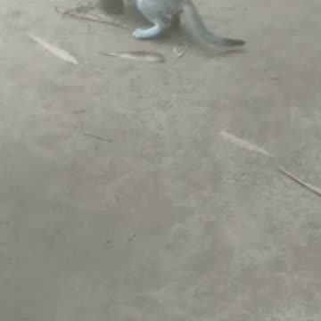 Climbing the cat tree