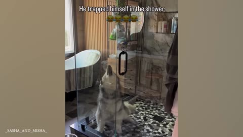 Huskies