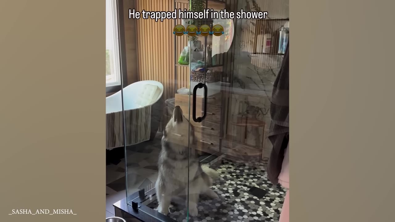 Huskies