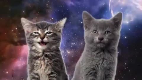 Cats Funny Music