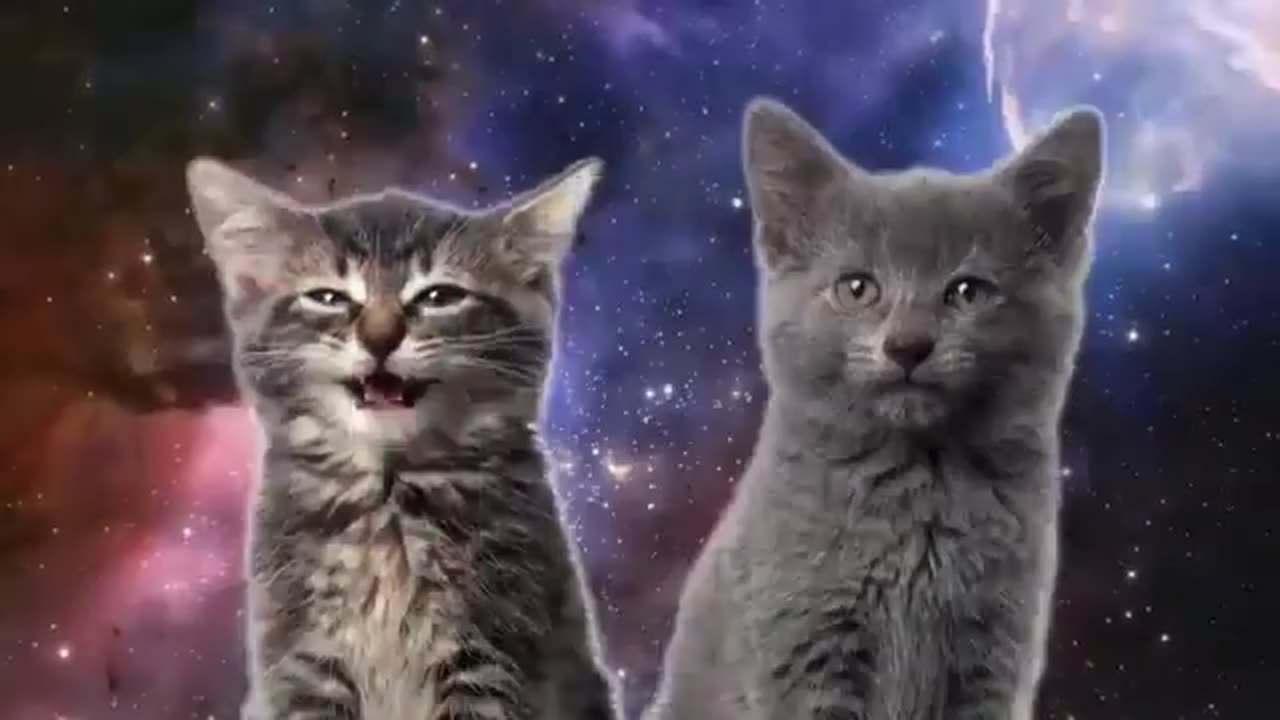 Cats Funny Music