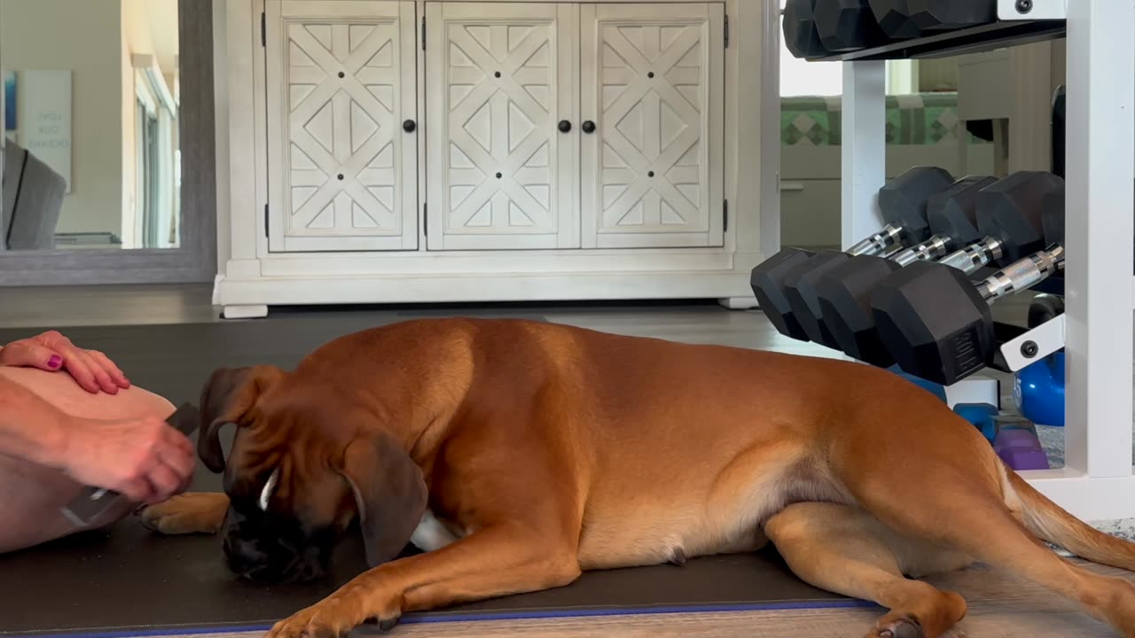 Nail Care, Vet Visit Desensitization Sample