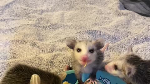 Baby Opossums Have a Fruit Party