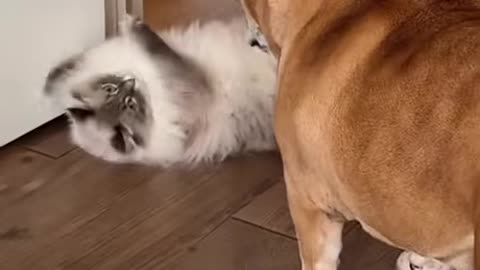 Meet Nimbus The Evil Cat attitude