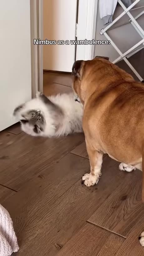 Meet Nimbus The Evil Cat attitude