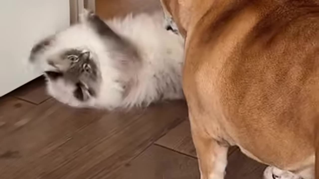 Meet Nimbus The Evil Cat attitude