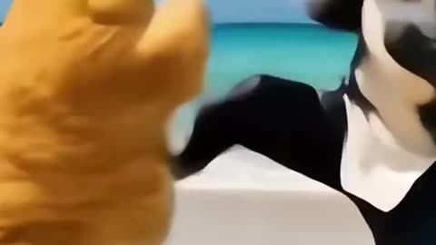 Ai animated orange fat cat funny video