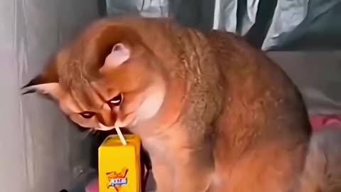 "When Cats Go Wild: Guaranteed Laughs!"