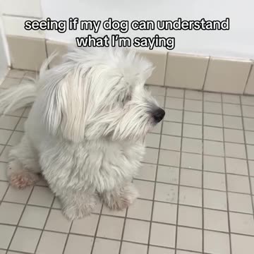 cute puppy dog reaction