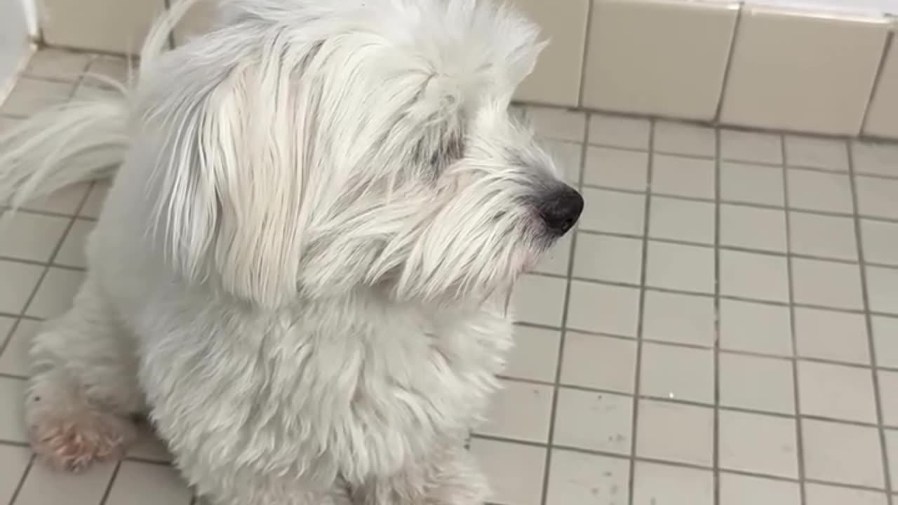 cute puppy dog reaction