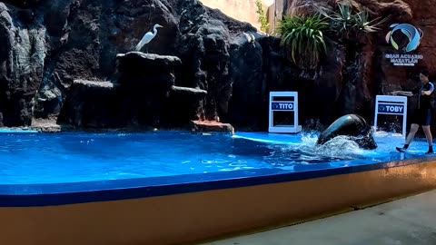 Sea Lion Jumping out of the water at an Aquarium in Mazatlan Mexico
