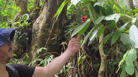 This Tree Looks Like Cashew… But Watch Out! 🌳😳 | Anagas Tree. Expat in the Philippines 🇵🇭