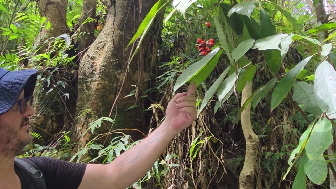 This Tree Looks Like Cashew… But Watch Out! 🌳😳 | Anagas Tree. Expat in the Philippines 🇵🇭