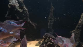 First Fish added to 1200g Amazonian Islands Aquarium