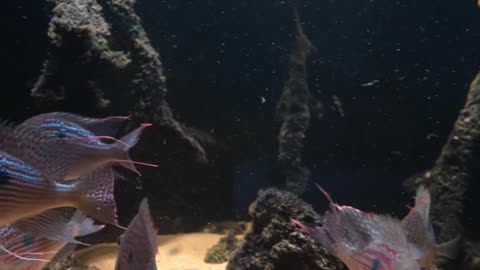 First Fish added to 1200g Amazonian Islands Aquarium