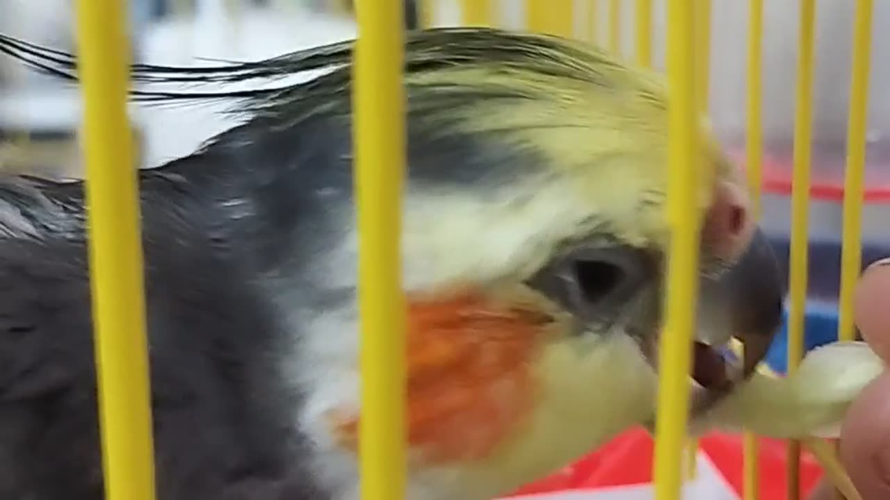 I like lettuce.