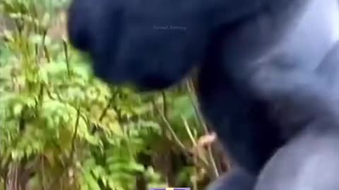 Humans vs. Gorilla Not Even Close!