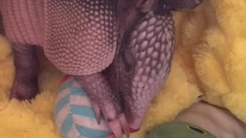 Willie Nelson the Baby Armadillo