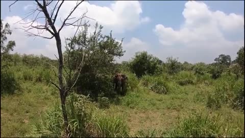 Leopard Risks it's to Raid Eagle nest high in a tree and the heartbreak ending.