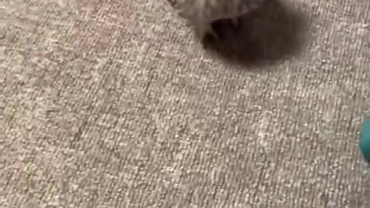 too cute for its own darn good 😊🦉