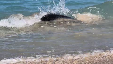 Female Sea Turtle Gets Rolled by Mate