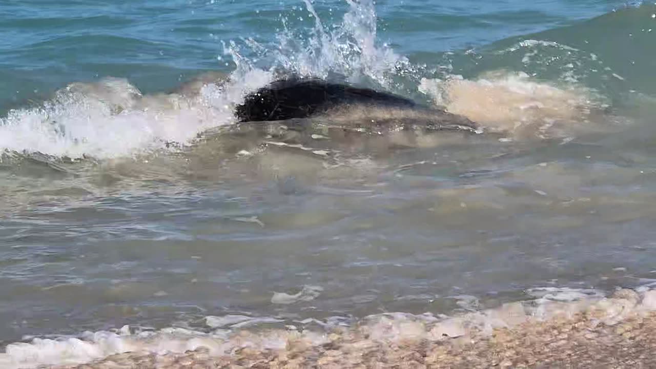 Female Sea Turtle Gets Rolled by Mate