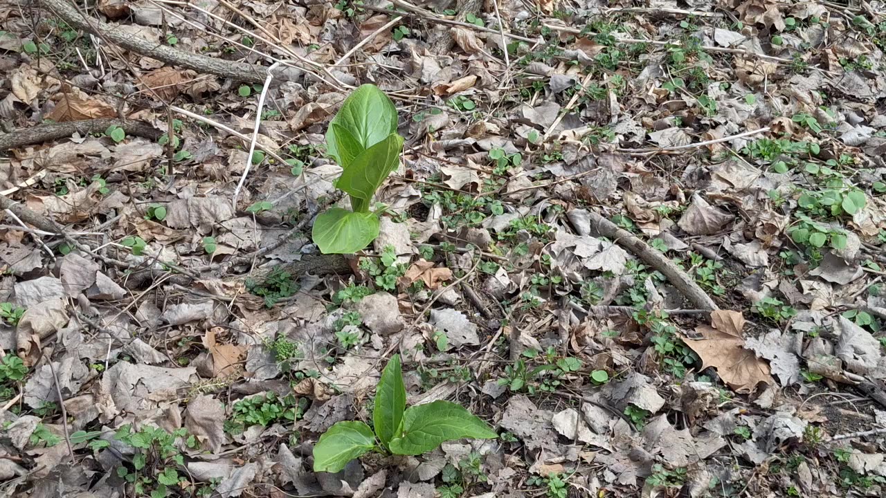 Skunk cabbage in the woods