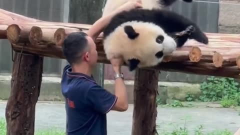 Bamboo Munchers - The Fascinating World of Boujee Pandas