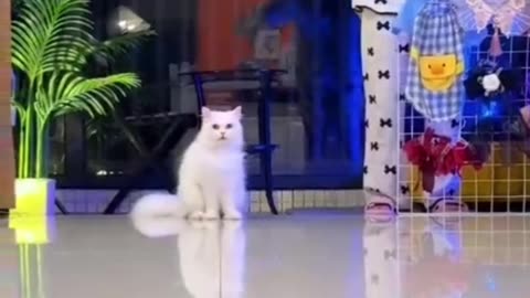 Elegant Fluffy Cat with Mesmerizing Green Eyes 🐾✨"
