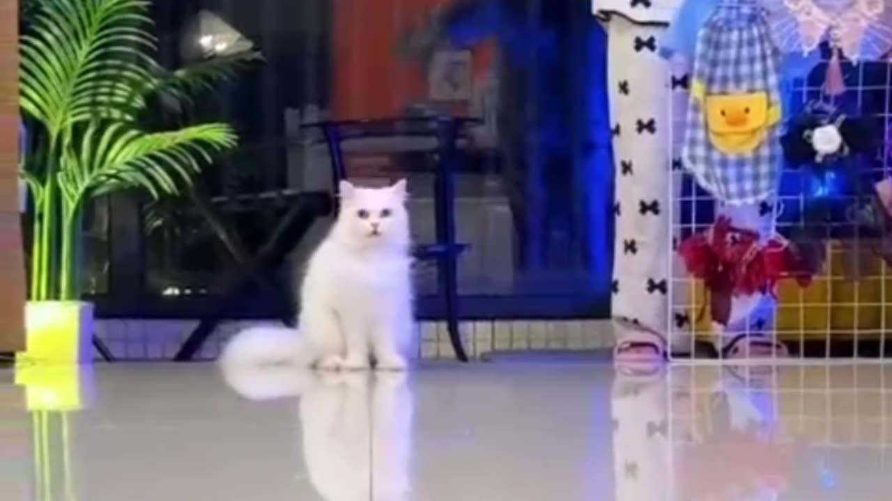 Elegant Fluffy Cat with Mesmerizing Green Eyes 🐾✨"