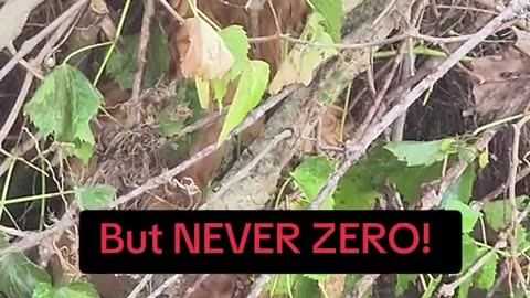 😱🐾 He’s Coming For You! The Scariest Yet Funniest Chase | FunFM