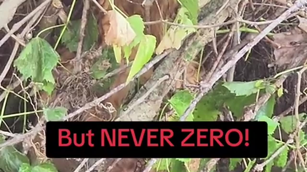 😱🐾 He’s Coming For You! The Scariest Yet Funniest Chase | FunFM