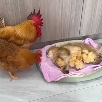 När barnen älskar nattmamman mer än sina föräldrar 😢😹