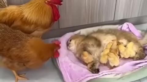 När barnen älskar nattmamman mer än sina föräldrar 😢😹