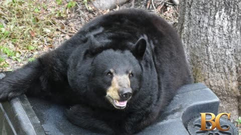 Florida’s wildlife agency approves first black bear hunt in a decade