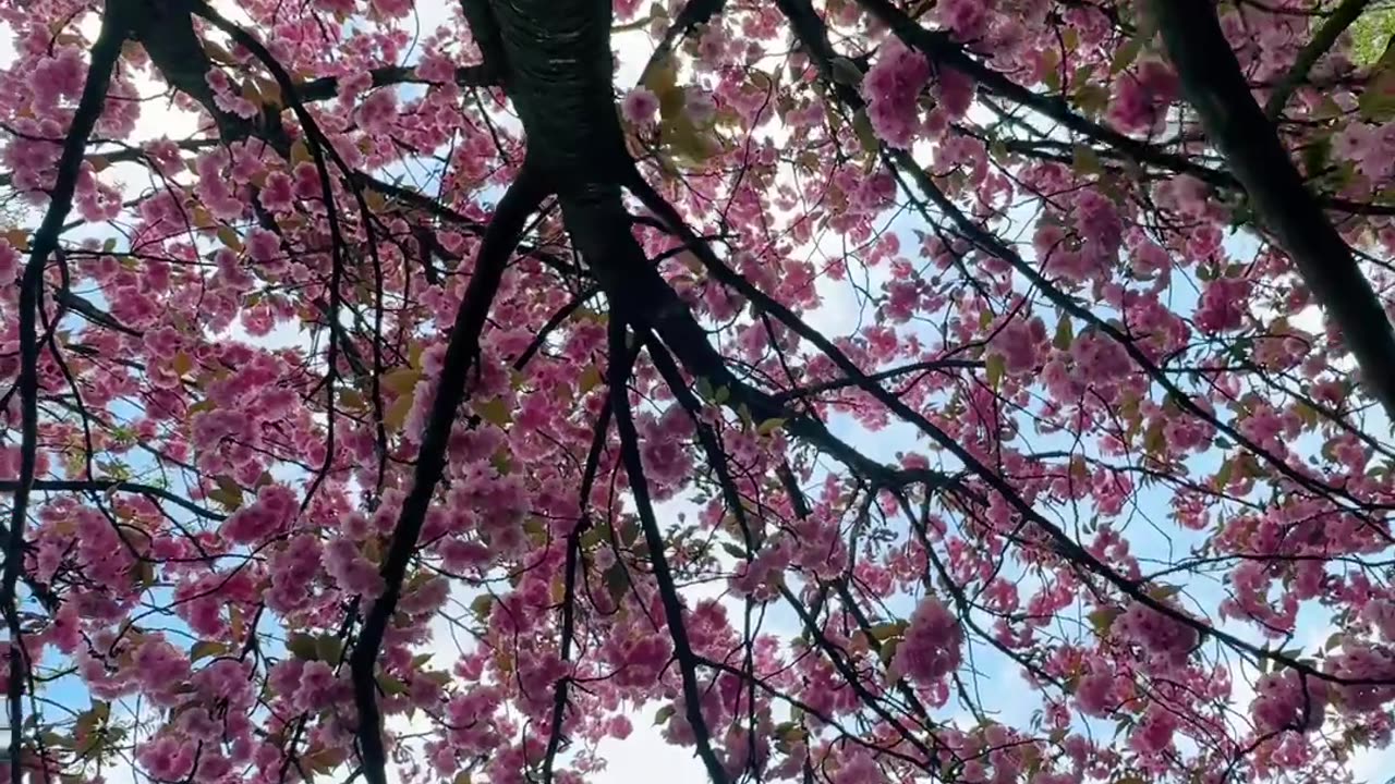 Cherry blossoms bloom in Parco Nord in Milan.