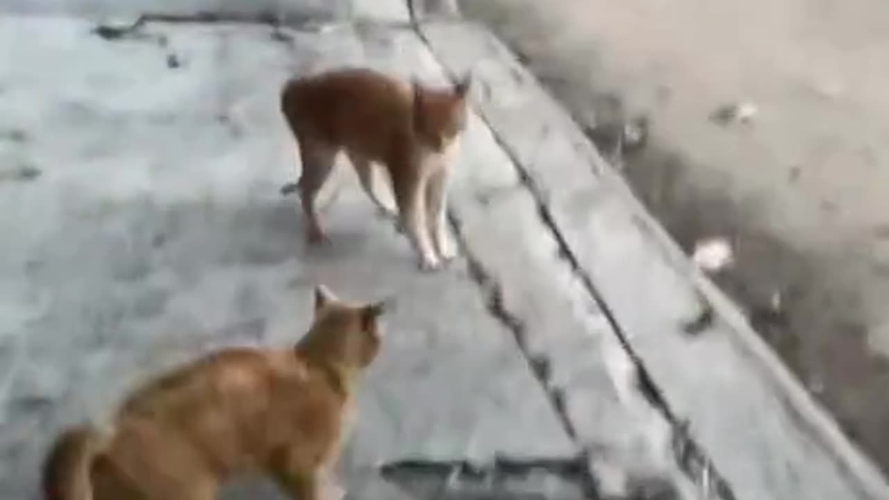 WrestleMania Kitty!!! XD