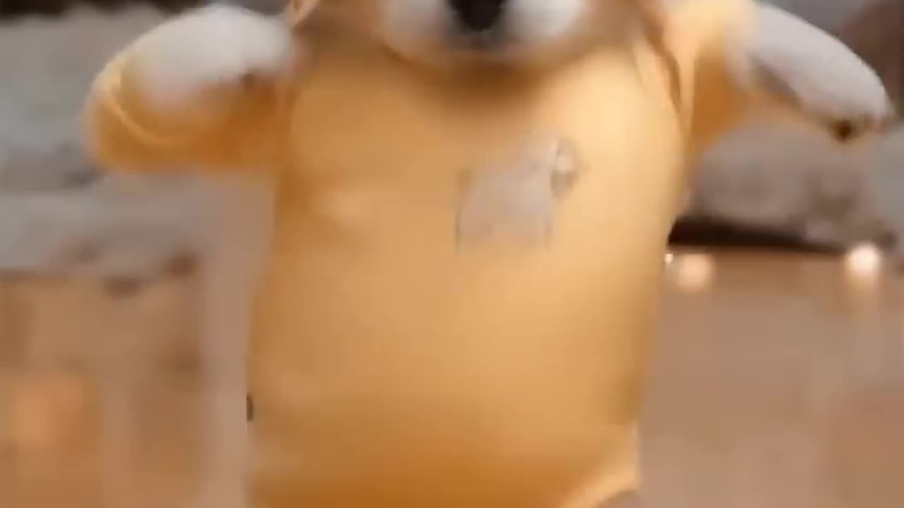 Dancing Dog on a Motorcycle🐶😂
