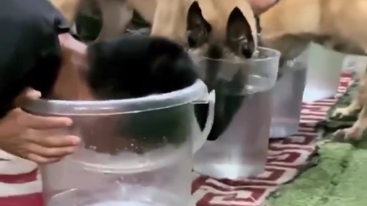 🧠😮 This Malinois Dog Exposes Its Owner's Cheating Trick! | FeedMyCuriosity