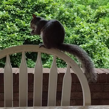 Cute Squirrel