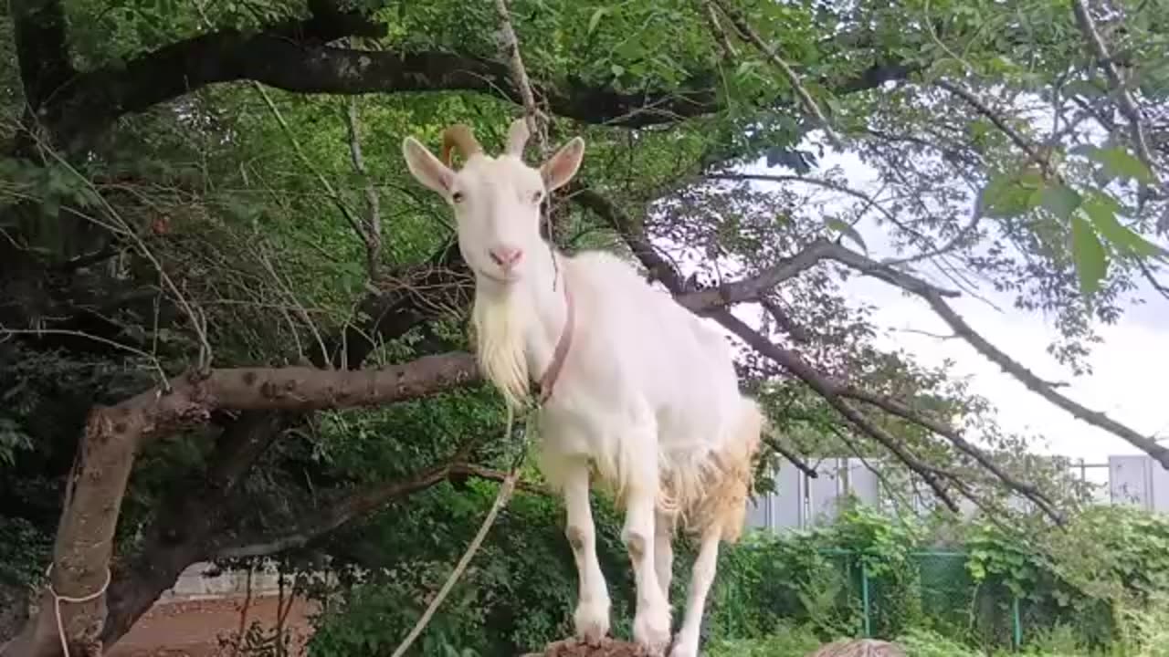 ８月の山羊さん