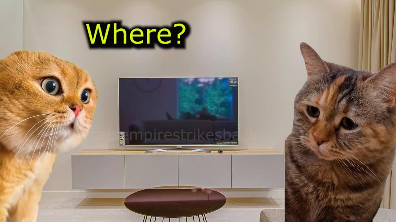 Two Cats and their Neighbor are annoyed with a dog in the Neighborhood (Ep.60)